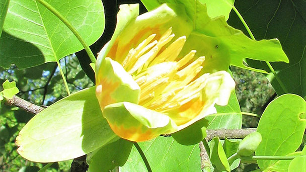 Im Gernsbacher Kurpark gibt es Bäume zu bestaunen – Baumführung am 11. Mai