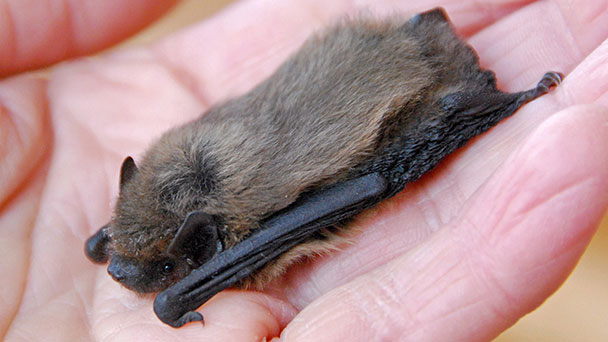 Bühl lädt zu abenteuerlicher Fledermaus-Exkursion - Nützliche Jäger der Nacht