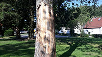 Brutale Beschädigungen von Bäumen in Gaggenau – 15 Meter hoher Ahornbaum am Siedlerplatz in Ottenau schwer verwundet