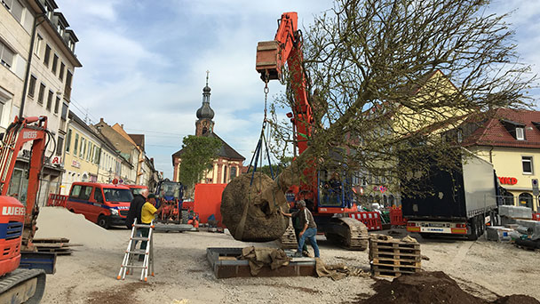 Französischer Touch für Rastatt – Platanen für die Kaiser-Baustelle sind da