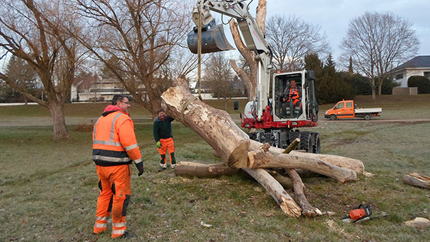 Fledermäuse und andere Baumbewohner in Rastatt gerettet – Baumpflegespezialisten machten Entdeckung in Baumkrone