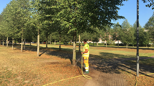 Auch Bäume leiden unter der Hitze – Noch keine Extratouren zur Bewässerung nötig – Appell wegen Brandgefahr