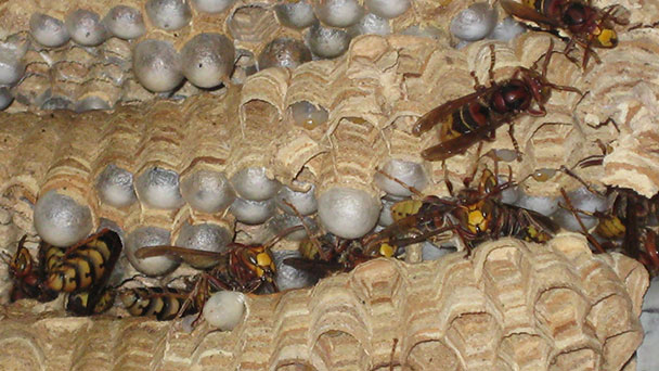 Das große Vorurteil über Hornissen – Bei Sichtung von Asiatischer Hornisse bittet Baden-Badener Behörde dringend um Meldung