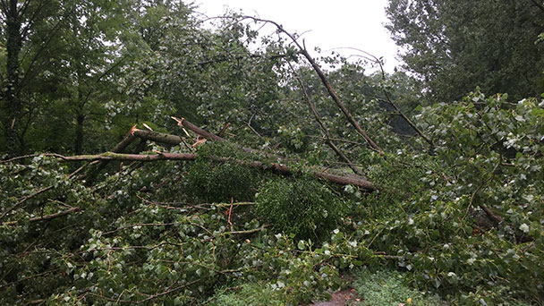 Unwetter im Rastatter Stadtwald – 150 Festmeter Holz Sturm zum Opfer gefallen – Vorsicht vor herunterstürzenden Ästen 
