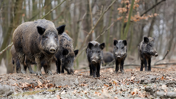 Wildschwein-Alarm in Rastatt – Massenvermehrung: Förster Martin Koch plädiert für Drückjagden 