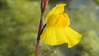 „Der Wasserschlauch“ ist Pflanze des Monats in Rastatt - Mithilfe von Fangblasen erbeuten sie kleine Tiere 