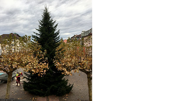 Der Sommer ist doch gerade erst vorbei -   Weihnachtsbaum steht vor Rastatter Rathaus