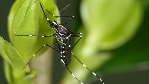 Besuch aus Asien in Bühl – Rathaus zum Umgang mit Tigermücke: „Eigenverantwortliches Handeln erforderlich“