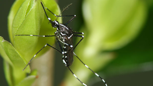 Bühl kämpft gegen Tigermücke – Maßnahmen im Stadtgebiet beginnen Bühl kämpft gegen Tigermücke – Maßnahmen im Stadtgebiet beginnen
