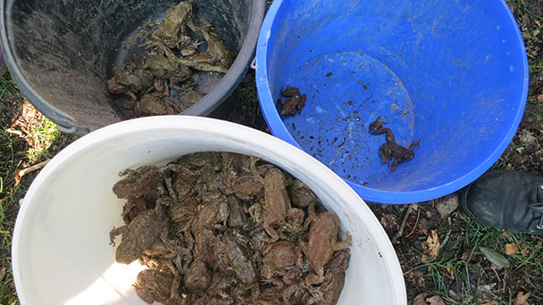 Frösche und Kröten in Baden-Baden unterwegs – Solmsstraße gesperrt