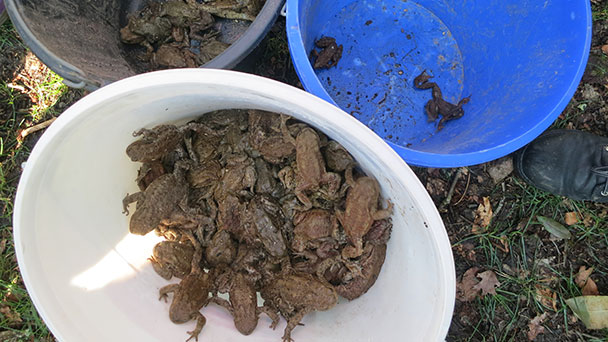 Grasfrösche, Molche und Feuersalamander wandern durch Baden-Baden – Solmsstraße länger gesperrt