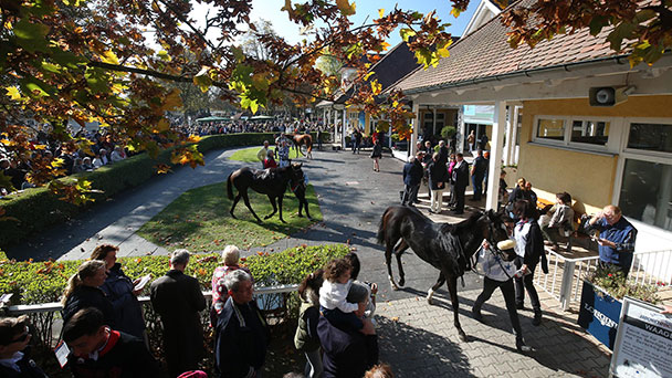 Großes Jahresfinale in Iffezheim – 17 Pferde kämpfen am Samstag um 200.000 Euro