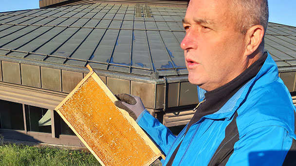 Bienen-Invasion in Rastatt – 20.000 Bienen auf dem Dach der Badner Halle