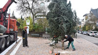 Weihnachtsvorbereitungen in Baden-Baden – Stadt stellt Weihnachtsbäume auf