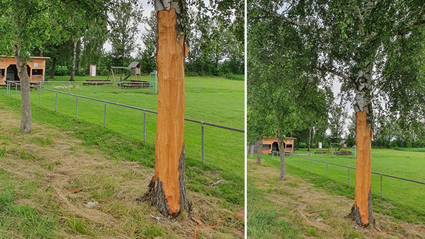 Unglaubliche Boshaftigkeit in Sinzheim – Angriff auf wehrlosen Baum – Keine Überlebenschance