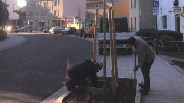 Traubenkirschen für Baden-Oos – Bepflanzungen noch diese Woche
