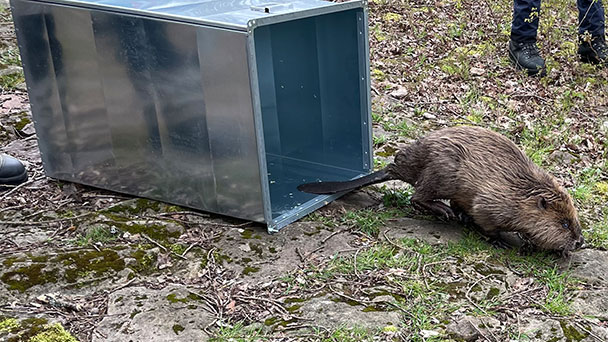 Biber auf Parkplatz in Baden-Oos – Erster Nachweis in Baden-Baden seit Menschengedenken