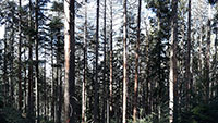Invasion der Borkenkäfer – Nadelbäume sind Leibspeise von Borkenkäfern – Appell an Privatwaldbesitzer 