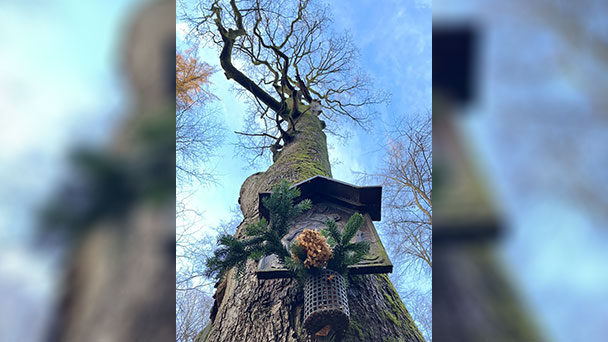 Manche Bäume werden geliebt – Baumpflegearbeiten an der Bildeiche