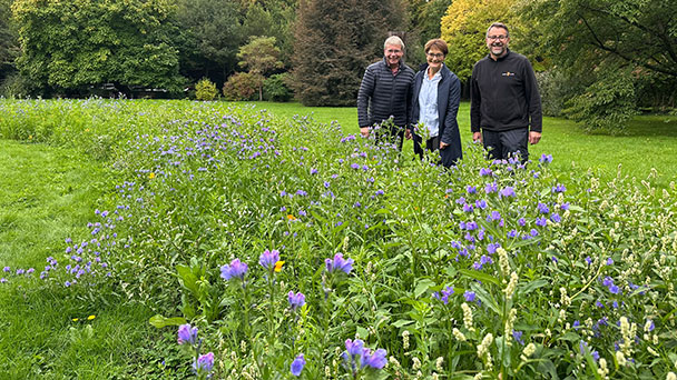 Ringelblume, Weißer Lein, Kalifornischer Mohn und Mädchenauge – Blütenmischung in der Lichtentaler Allee