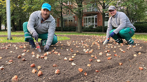 Knochenjob für Baden-Badener Gärtner – Blumenzwiebelpflanzung durch das Gartenamt im Herbst