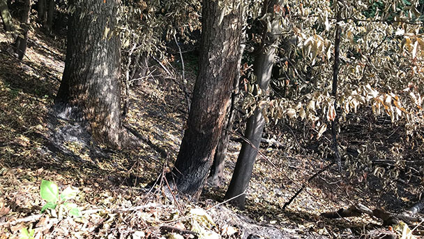 Zwei Feuerwehreinsätze in einer Woche im Rastatter Stadtwald – Rathaus mahnt: Rauchverbot unbedingt einhalten!