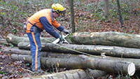 Brennholz für die Bürger von Rastatt – Anmeldungen ab heute – Festmeter ab 54 Euro