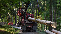 Holzernte wegen Borkenkäfer verschoben - Keine Sperrung entlang der Wasserfallstraße 