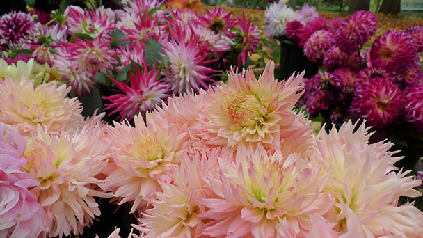 Die ziemlich schönsten Blumen Baden-Badens – Knollen- und Sträußeverkauf im Dahliengarten