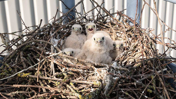 Tierlieber Autokonzern in Rastatt – Falkennachwuchs im Mercedes-Benz Werk Tierlieber Autokonzern in Rastatt – Falkennachwuchs im Mercedes-Benz Werk