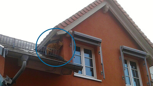  Widerstand gegen Polizeibeamten – Katze verletzte Polizisten und flüchtete 