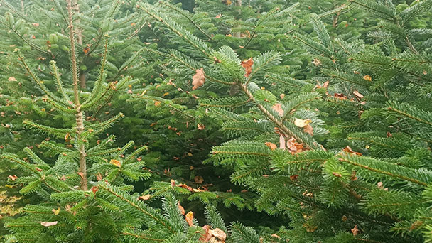 Ein bisschen Geld für die Baden-Badener Stadtkasse – Forstamt verkauft weihnachtliches Edelreisig 