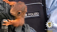 Karlsruher Polizei stellt tierischen Eindringling – „Süßes Nagetier auf freie Pfoten entlassen“