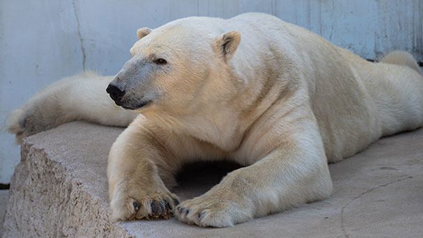 Neue Eisbären im Karlsruher Zoo – Karlsruher Eisbär wegen guter "Manneskraft" nach Hamburg umgezogen