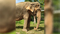 Traurige Nachricht aus Karlsruher Zoo – Elefantenkuh Nanda ist gestorben