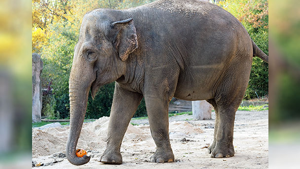 Neue Einwohnerin für Karlsruhe – Umzug der Elefantenkuh Saida aus Leipzig
