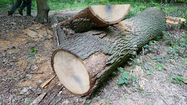  Neuer Erlebnispfad im Stadtwald – Baumstamm durch Eisensplitter aus Granaten grau-blau gefärbt – „Der Wald mit seinen 160 Jahren hat beide Weltkriege miterlebt“