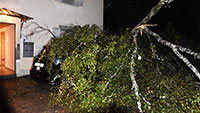 Baum kracht in Wohnhaus in Lichtental – Glücklicherweise kamen keine Menschen zu Schaden