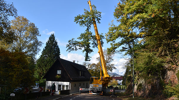 Baum versperrte Beuerner Straße – Feuerwehr und Kran im Einsatz