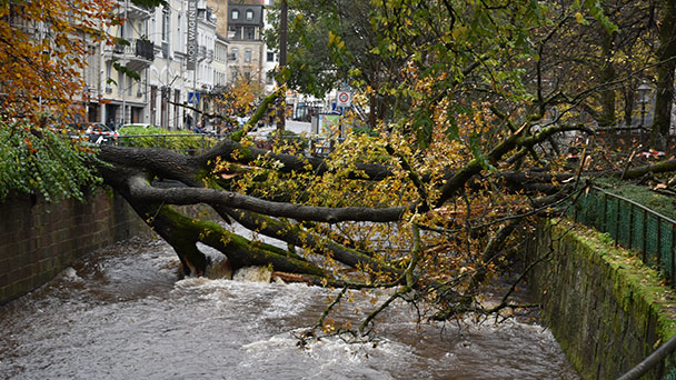 Gewaltiger Baum in Baden-Badener Innenstadt umgestürzt – Von der Luisenstraße über die Oos und dann mit dem Wipfel in die Kaiserallee – Gartenamtschef Brunsing: „Ein Baum fällt nicht nur wegen einem Grund“