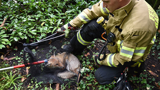 Baden-Badener Feuerwehr rettet kleinen Fuchs – Verletzt in der Lichtentaler Allee