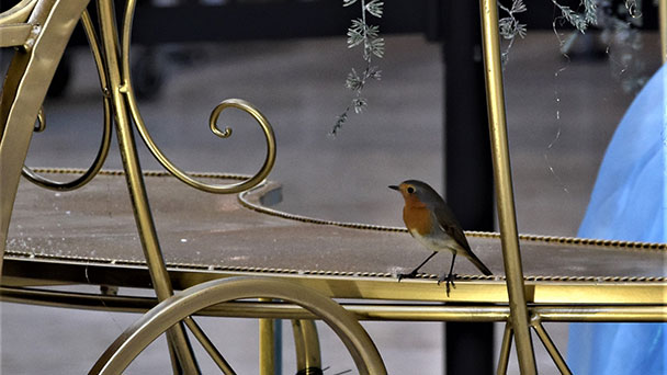 Feuerwehr rettet Rotkehlchen in Baden-Badener Shopping Cité – Von der Kuppel in die Freiheit 