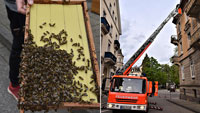 Feuerwehreinsatz in Du-Russel-Straße – Bienen samt Königin aus Dachrinne entfernt