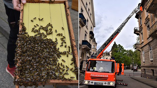 Feuerwehreinsatz in Du-Russel-Straße – Bienen samt Königin aus Dachrinne entfernt Feuerwehreinsatz in Du-Russel-Straße – Bienen samt Königin aus Dachrinne entfernt