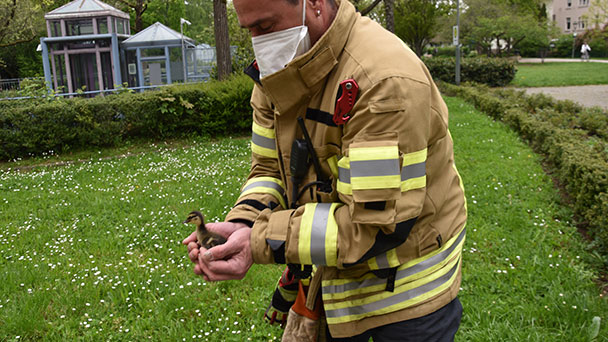 Glückliches Ende einer Tragödie in Baden-Baden – Feuerwehr rettet fünf Enten vom Dach des Festspielhauses