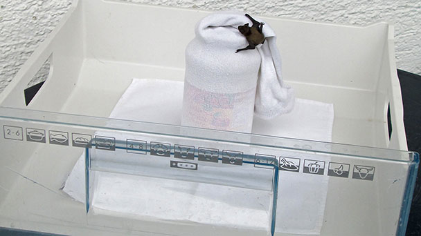 Verwaiste Fledermaus-Babys in Bühl – Hilfe mit Marmeladenglasdeckel