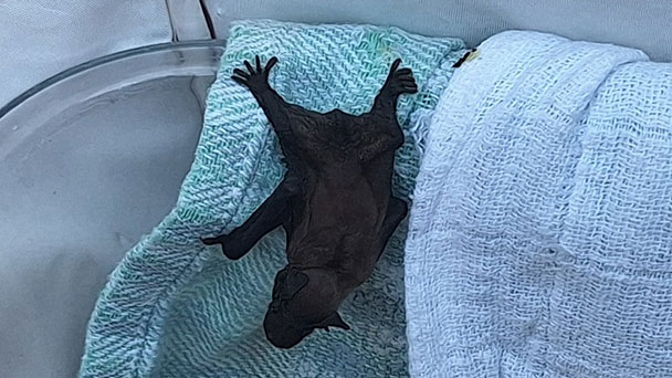 Stadt Bühl kümmert sich um Fledermäuse – Nützliche Insektenjäger brauchen Hilfe  