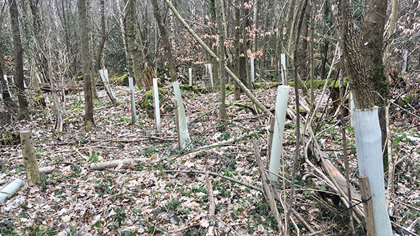 Baden-Badener Forstamt sucht freiwillige Helfer – Alte Plastikwuchshüllen einsammeln