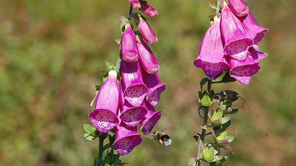Von der Corona-Pause in die „wilde Kulturlandschaft“ – Mit Gernsbacher Forstwirt durchs idyllische Laufbachtal