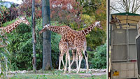 Karlsruher Giraffen auf Reise Richtung Frankfurt – Zwei Jahre im Opel-Zoo in Kronberg